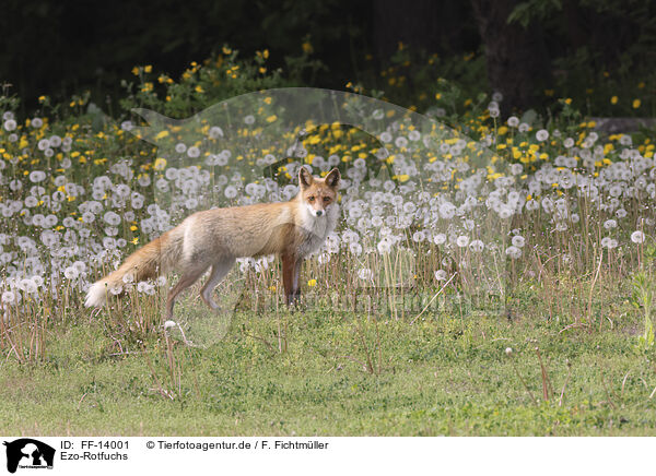 Ezo-Rotfuchs / Ezo red fox / FF-14001