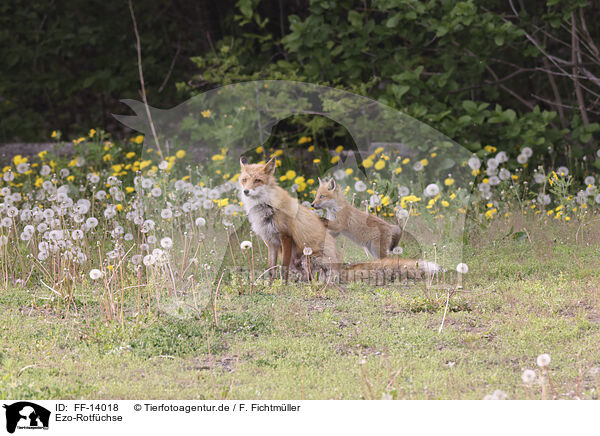 Ezo-Rotfchse / Ezo red foxes / FF-14018