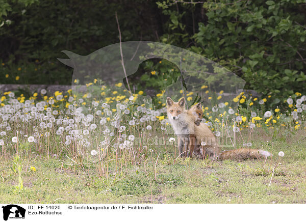 Ezo-Rotfchse / Ezo red foxes / FF-14020