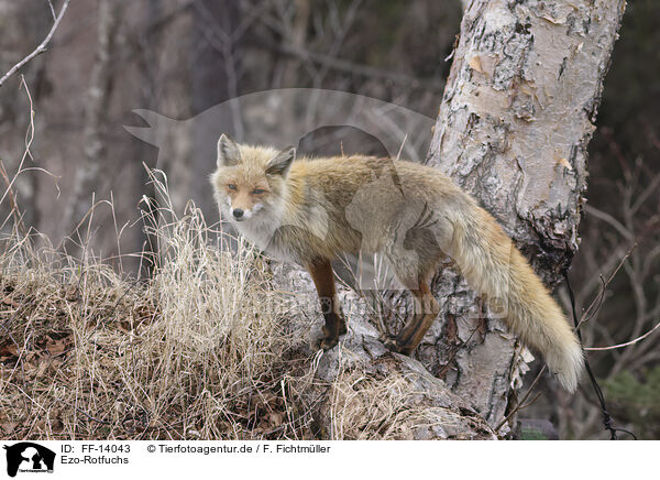 Ezo-Rotfuchs / Ezo red fox / FF-14043