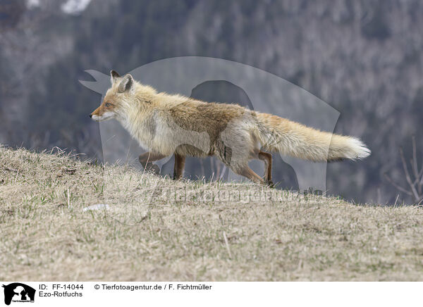 Ezo-Rotfuchs / Ezo red fox / FF-14044