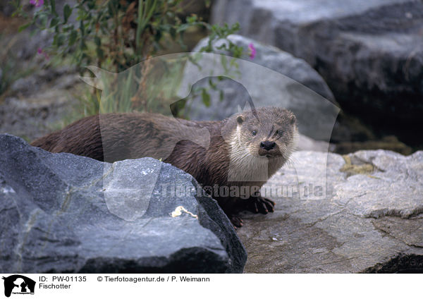 Fischotter / Otter / PW-01135