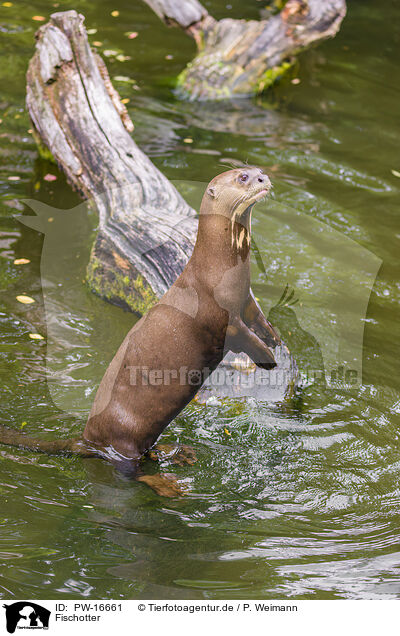 Fischotter / Eurasian otter / PW-16661
