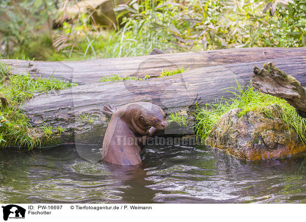 Fischotter / Eurasian otter / PW-16697