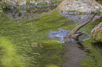 springender Fischotter