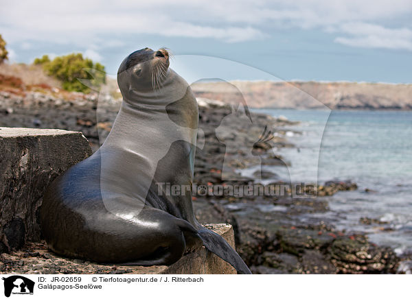 Galpagos-Seelwe / Galapagos sea lion / JR-02659