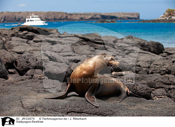 Galpagos-Seelwe / Galapagos sea lion / JR-02675