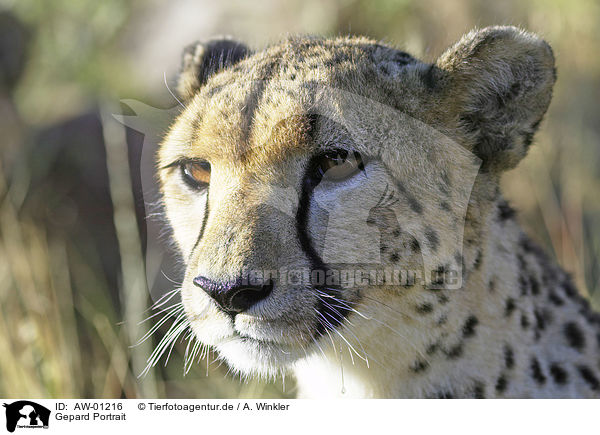 Gepard Portrait / cheetah portrait / AW-01216