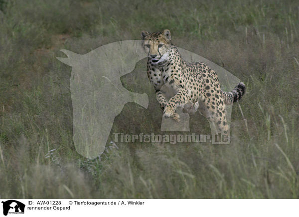 rennender Gepard / running cheetah / AW-01228