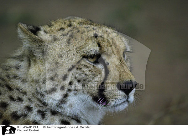Gepard Portrait / cheetah portrait / AW-01244