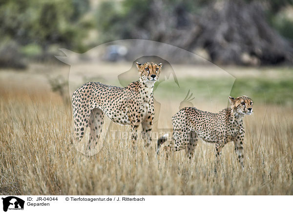 Geparden / cheetahs / JR-04044
