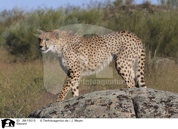 Gepard / cheetah / JM-15015