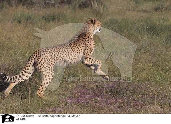 Gepard / JM-15016