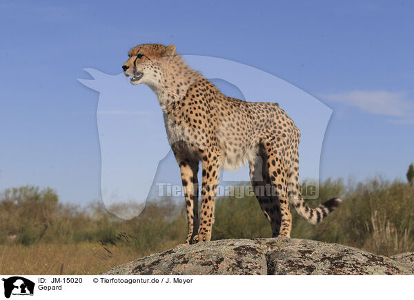 Gepard / cheetah / JM-15020