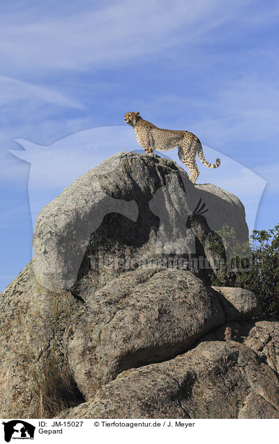 Gepard / cheetah / JM-15027