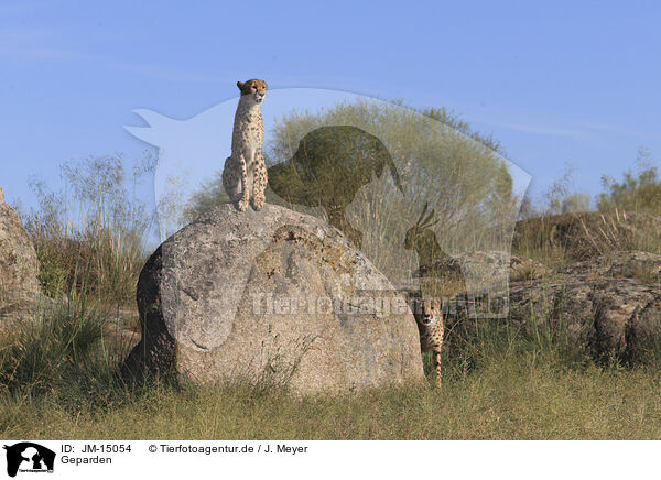 Geparden / cheetahs / JM-15054
