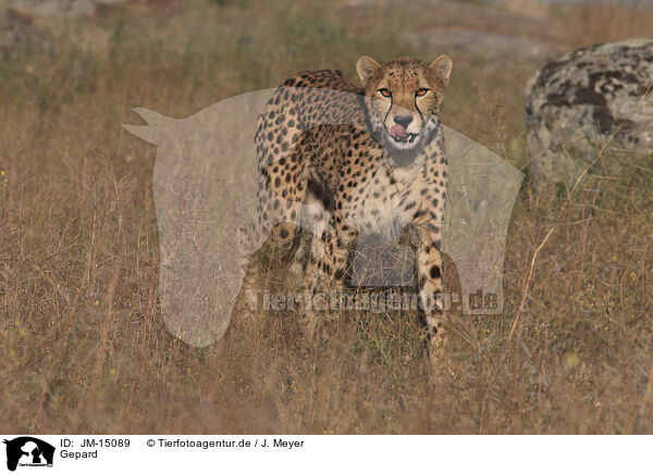 Gepard / cheetah / JM-15089
