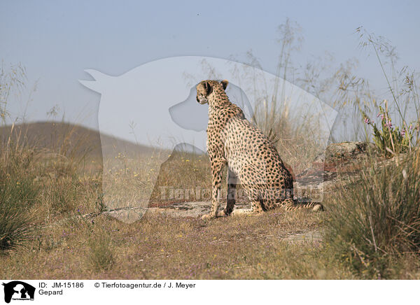 Gepard / cheetah / JM-15186