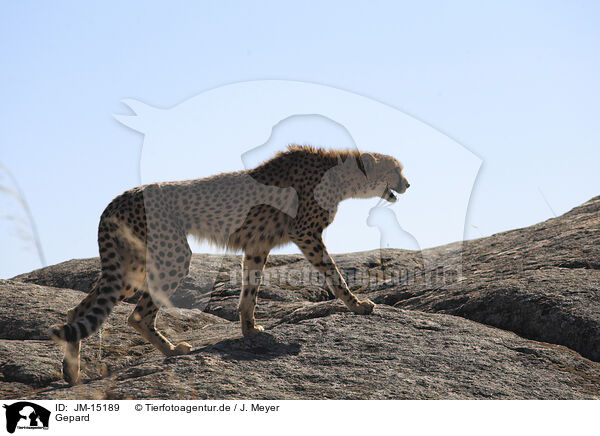 Gepard / cheetah / JM-15189