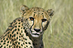 Gepard Portrait