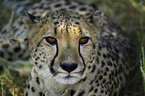 Gepard Portrait