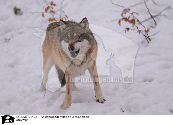 Grauwolf / DMS-01493