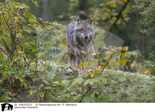 stehender Grauwolf / standing Grey Wolf / PW-07072