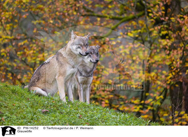 Grauwlfe / eurasian greywolves / PW-14252