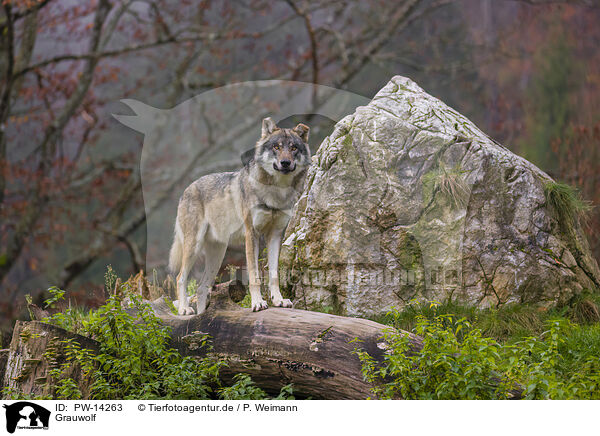 Grauwolf / eurasian greywolf / PW-14263