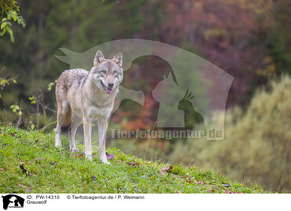 Grauwolf / eurasian greywolf / PW-14310