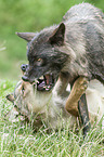 Grauwolf mit Timberwolf