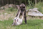 Grauwolf mit Timberwolf