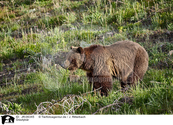 Grizzlybr / Grizzly bear / JR-06345