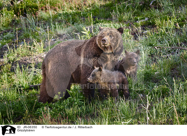 Grizzlybren / Grizzly bears / JR-06350