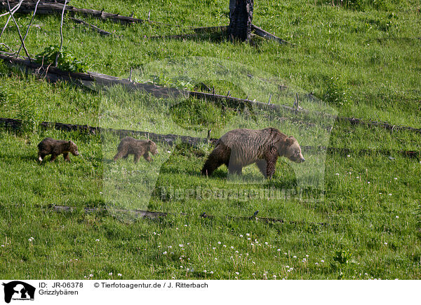 Grizzlybren / Grizzly bears / JR-06378