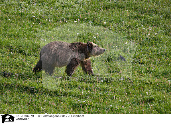 Grizzlybr / Grizzly bear / JR-06379