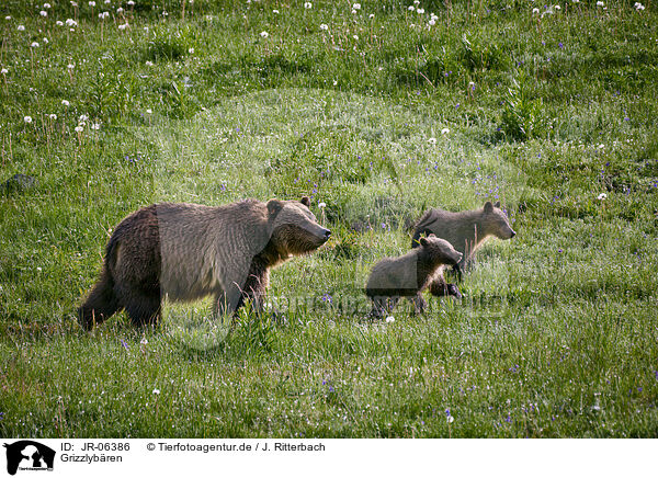 Grizzlybren / Grizzly bears / JR-06386