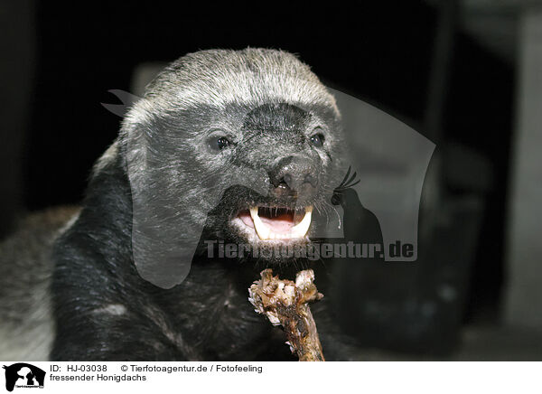 fressender Honigdachs / eating honey badger / HJ-03038