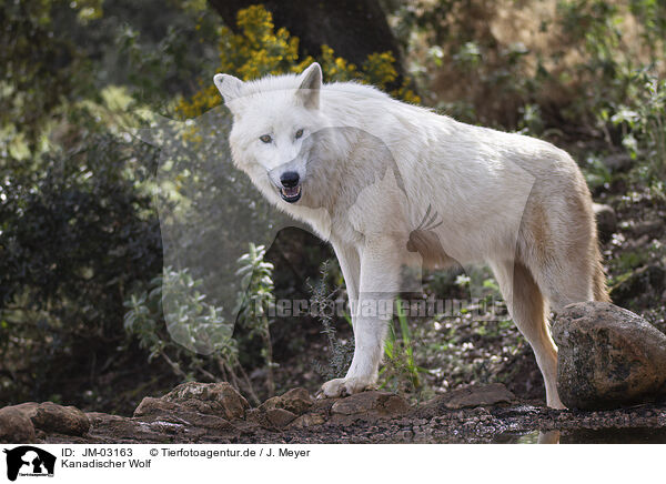 Kanadischer Wolf / Hudson Bay Wolf / JM-03163