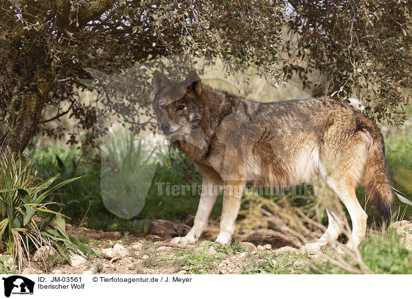 Iberischer Wolf / Iberian wolf / JM-03561
