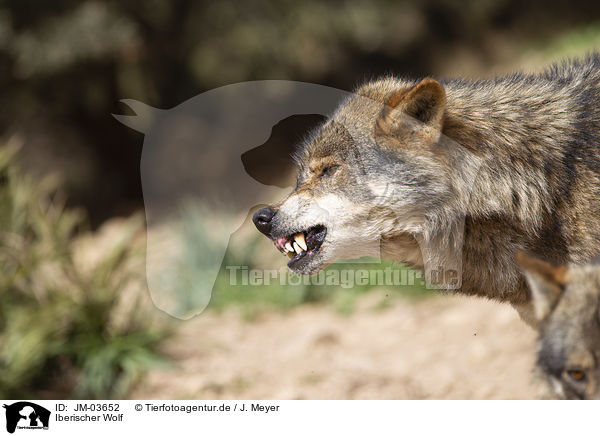 Iberischer Wolf / JM-03652