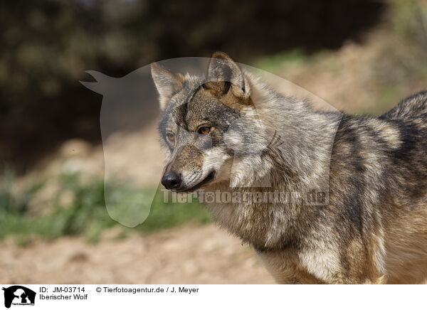 Iberischer Wolf / JM-03714