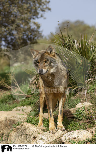 Iberischer Wolf / JM-03721