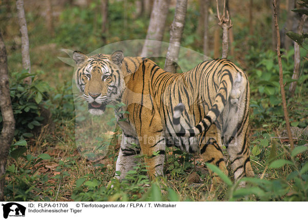 Indochinesischer Tiger / FLPA-01706