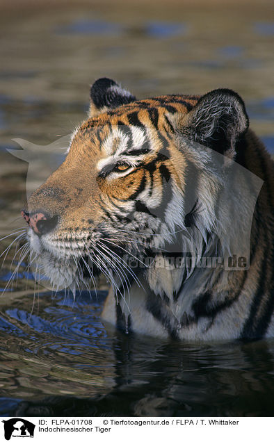 Indochinesischer Tiger / FLPA-01708