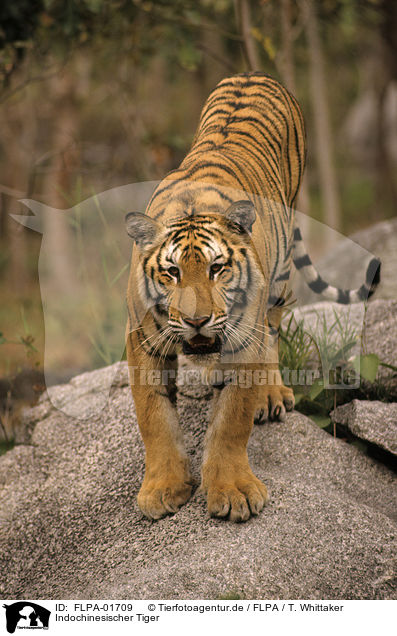 Indochinesischer Tiger / FLPA-01709