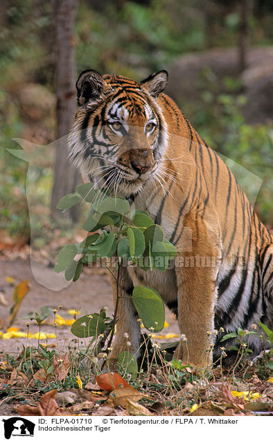 Indochinesischer Tiger / FLPA-01710