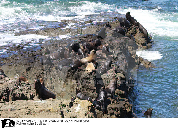 Kalifornische Seelwen / California sea lions / FF-05857