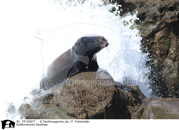 Kalifornischer Seelwe / California sea lion / FF-05877