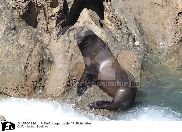 Kalifornischer Seelwe / California sea lion / FF-05886